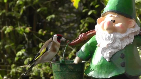 Goldfinch Bird Video stock 229757196