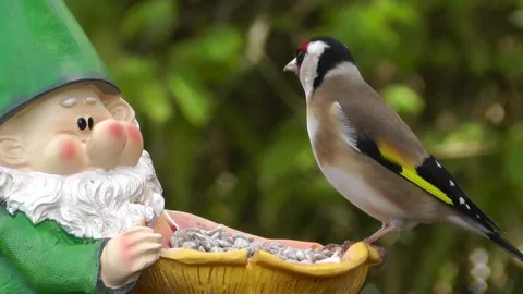 Goldfinch Bird Stock Footage 229757201
