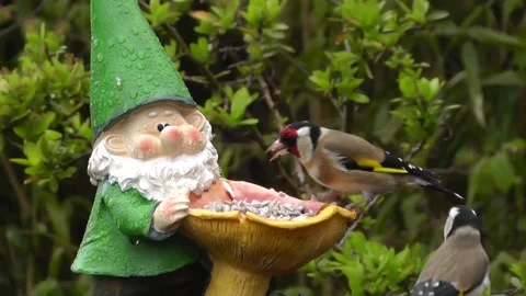 Goldfinch Bird Stock Footage 229757209