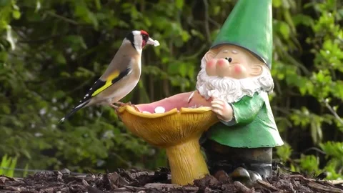 Goldfinch Bird Video stock 229757227