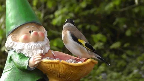 Goldfinch Bird Stock Footage 229757257