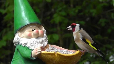Goldfinch Bird Stock Footage 229757265
