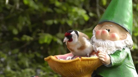 Goldfinch Bird Stock Footage 229757268