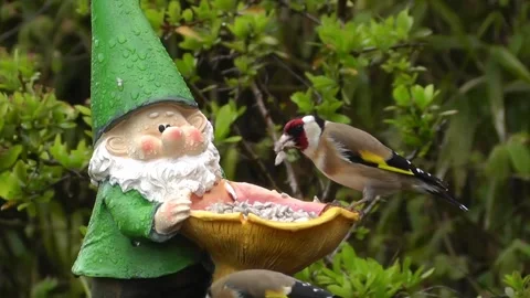 Goldfinch Bird Video stock 229757288