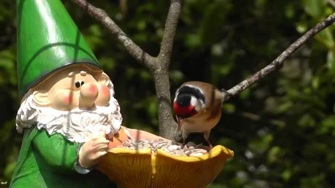 Goldfinch Bird Video stock 229757291