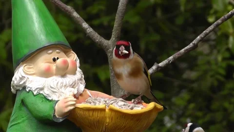 Goldfinch Bird Stock Footage 229757353