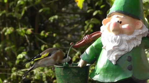 Goldfinch Bird Stock Footage 229757422
