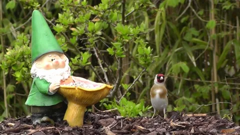 Goldfinch Bird Stock Footage 229757423