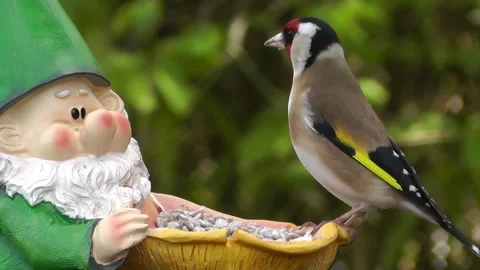 Goldfinch Bird Stock Footage 229757425