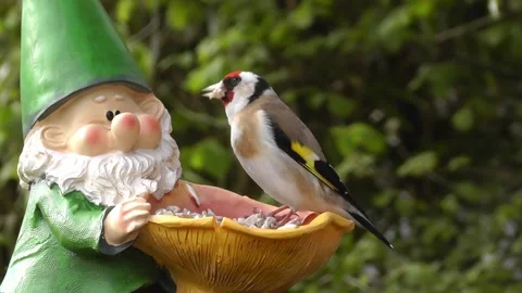 Goldfinch Bird Stock Footage 229757429