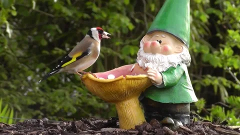 Goldfinch Bird Video stock 229757432