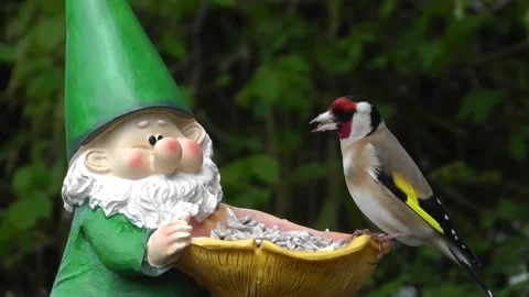 Goldfinch Bird Stock Footage 229757433