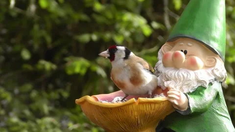 Goldfinch Bird Video stock 229757434