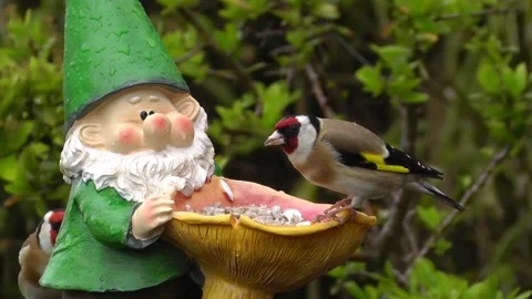 Goldfinch Bird Video stock 229757445