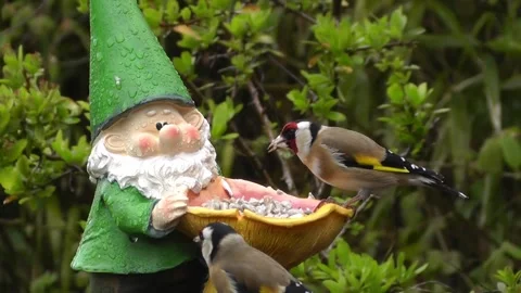 Goldfinch Bird Stock Footage 229757450
