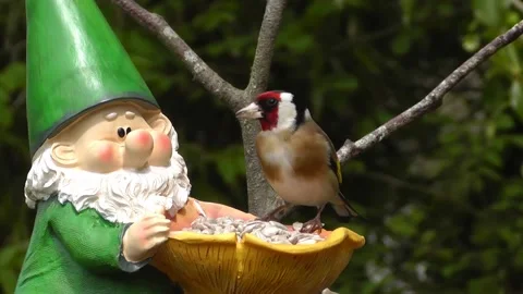 Goldfinch Bird Video stock 229757459