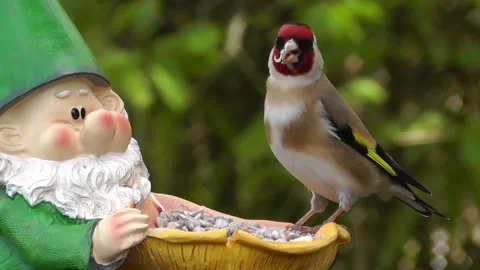 Goldfinch Bird Video stock 229757511