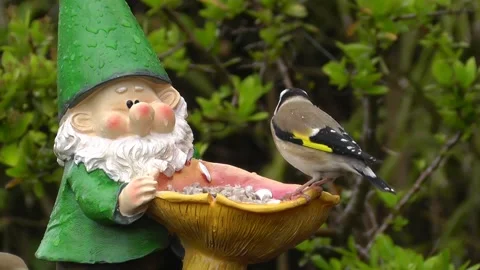 Goldfinch Bird Stock Footage 229757518