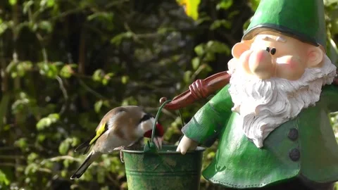 Goldfinch Bird Video stock 229757519