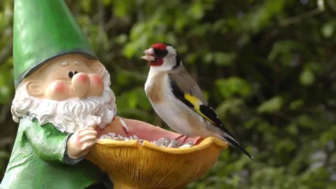 Goldfinch Bird Video stock 229757541