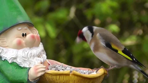 Goldfinch Bird Stock Footage 229757543