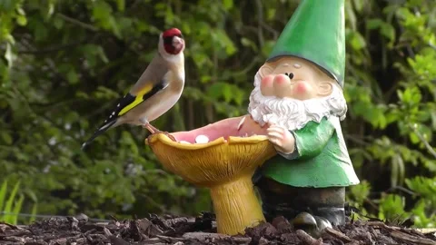 Goldfinch Bird Stock Footage 229757558