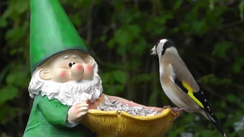 Goldfinch Bird Stock Footage 229757561