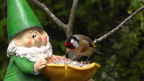 Goldfinch Bird Stock Footage 229757564