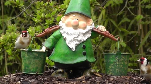 Goldfinch Bird Video stock 229757575