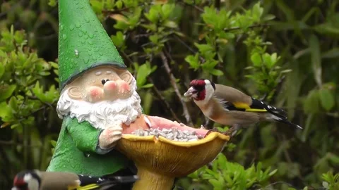 Goldfinch Bird Stock Footage 229757576