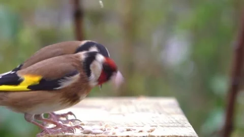Goldfinch Bird Stock Footage 229757577