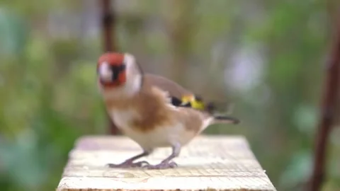 Goldfinch Bird Stock Footage 229757580