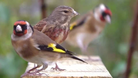 Goldfinch Bird Stock Footage 229757584
