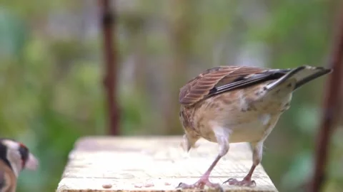 Goldfinch Bird Stock Footage 229757585