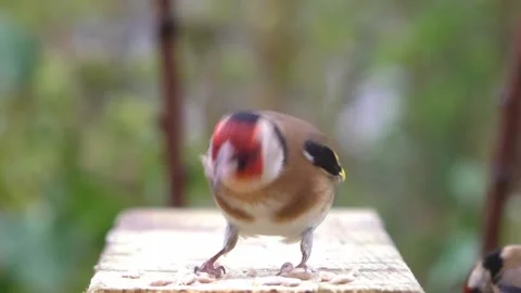Goldfinch Bird Stock Footage 229757586