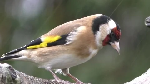 Goldfinch Bird Stock Footage 229757596