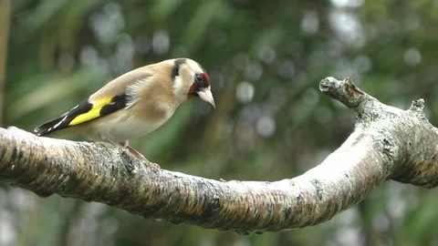Goldfinch Bird Stock Footage 229757597