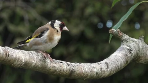 Goldfinch Bird Stock Footage 229757598