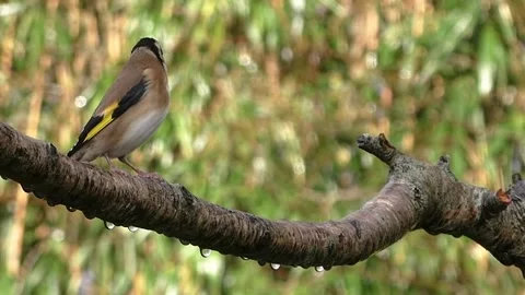 Goldfinch Bird Stock Footage 229757599