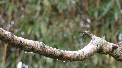 Goldfinch Bird Stock Footage 229757600
