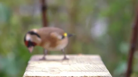 Goldfinch Bird Stock Footage 229757601
