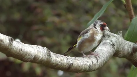Goldfinch Bird Video stock 229757604