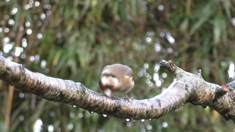Goldfinch Bird Stock Footage 229757605