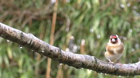 Goldfinch Bird Stock Footage 229757606