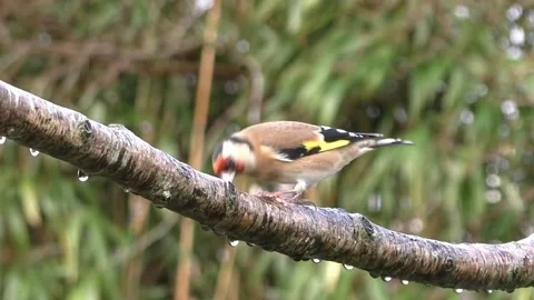 Goldfinch Bird Stock Footage 229757609