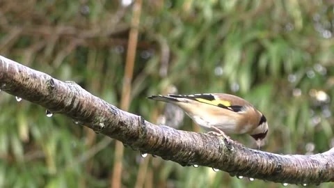 Goldfinch Bird Stock Footage 229757613