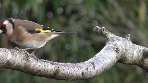 Goldfinch Bird Stock Footage 229757614