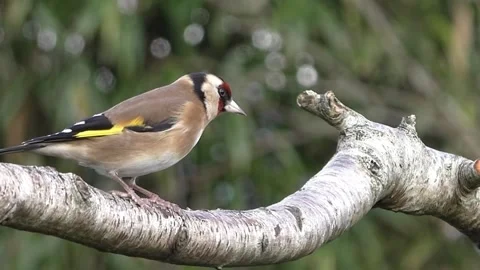 Goldfinch Bird Stock Footage 229757620