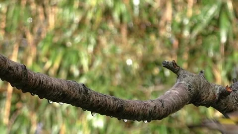 Goldfinch Bird Stock Footage 229757621