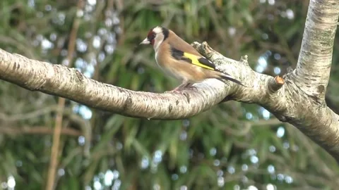 Goldfinch Bird Stock Footage 229757622